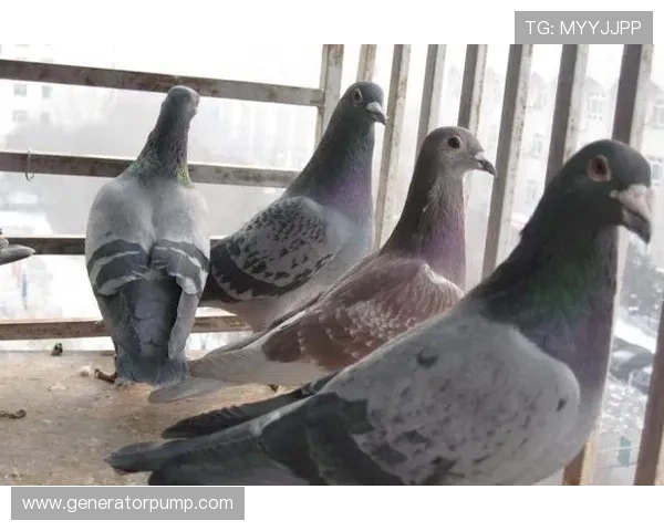 法甲赛场上的鸽子之翼纵横传射展现技术与艺术的完美融合